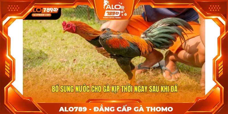 Bổ sung nước cho gà kịp thời ngay sau khi đá Bổ sung nước cho gà kịp thời ngay sau khi đá