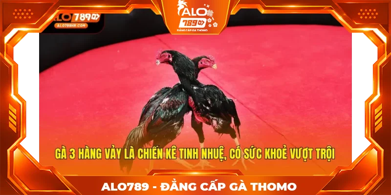 Gà 3 hàng vảy là chiến kê tinh nhuệ, có sức khoẻ vượt trội Gà 3 hàng vảy là chiến kê tinh nhuệ, có sức khoẻ vượt trội