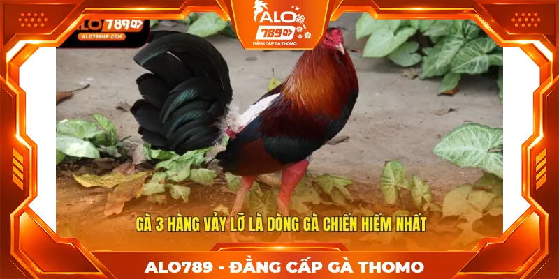 Gà 3 hàng vảy lỡ là dòng gà chiến hiếm nhất Gà 3 hàng vảy lỡ là dòng gà chiến hiếm nhất