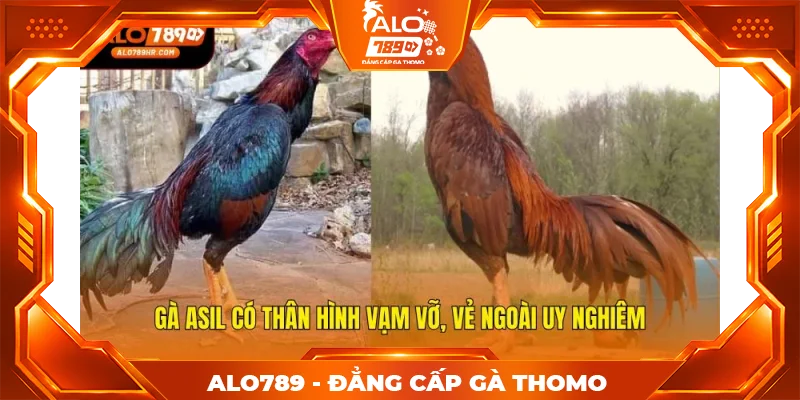 Gà Asil có thân hình vạm vỡ, vẻ ngoài uy nghiêm