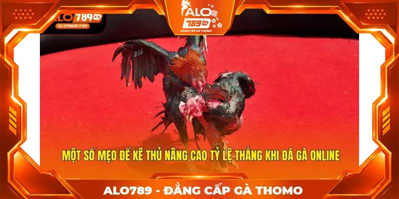 Một số mẹo để kê thủ nâng cao tỷ lệ thắng khi đá gà online Một số mẹo để kê thủ nâng cao tỷ lệ thắng khi đá gà online