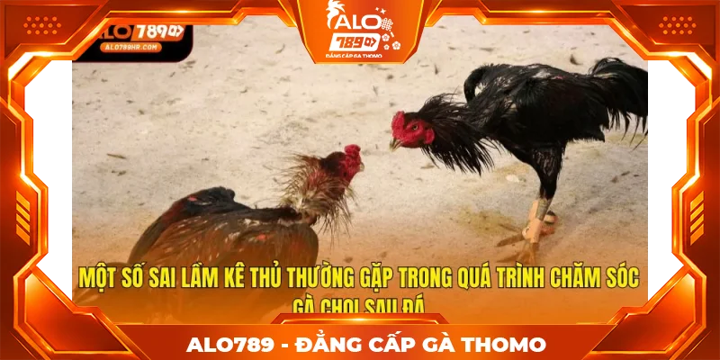 Một số sai lầm kê thủ thường gặp trong quá trình chăm sóc gà chọi sau đá Một số sai lầm kê thủ thường gặp trong quá trình chăm sóc gà chọi sau đá