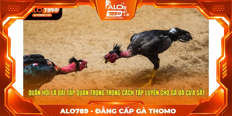 Quần hơi là bài tập quan trọng trong cách tập luyện cho gà đá cựa sắt