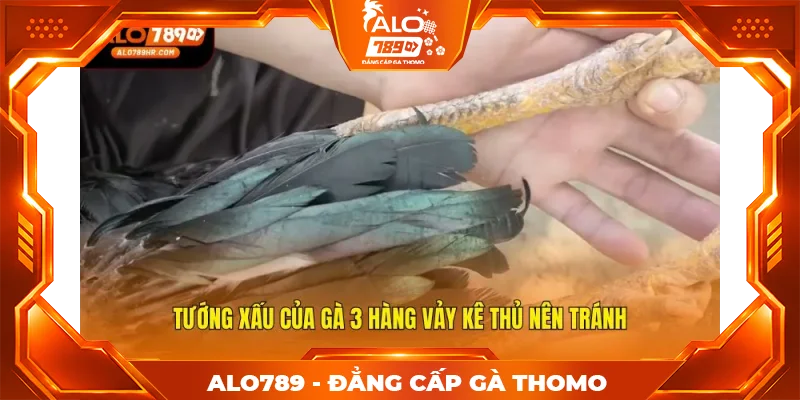 Tướng xấu của gà 3 hàng vảy kê thủ nên tránh Tướng xấu của gà 3 hàng vảy kê thủ nên tránh