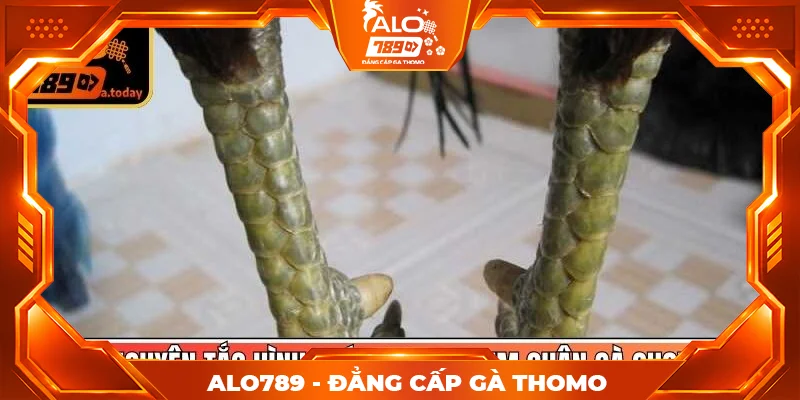 Nguyên tắc hình thái học khi xem chân gà chọi Nguyên tắc hình thái học khi xem chân gà chọi